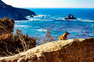 Big Sur, California