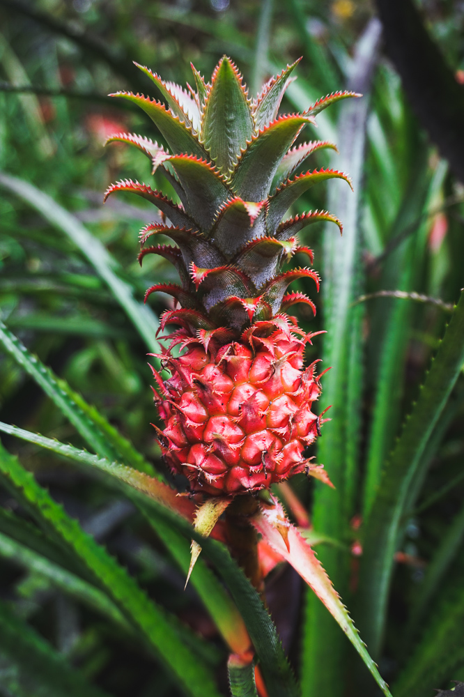 hawaii, botanical garden, big island, travel guide