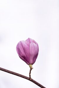 new roots, mastermind program, expat partner, coaching, woman
